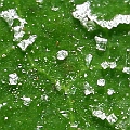 Aegiceras corniculatum (River Mangrove)  Salt crystals on the upper leaf surface<br />Canon KDX (400D) + EFS60 F2.8 + SPEEDLITE 380EX